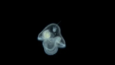 Pilidium larva of worm Heteronemertea under microscope, genus Cerebratulus Stock Footage 249867129