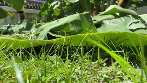 Piling of banana leaf on one another on ground floor outdoor sunny day Stock Footage 205349608