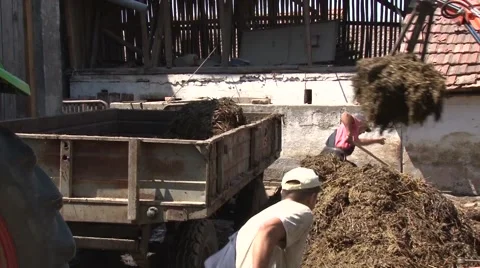 Piling up livestock manure onto trailer Stock-Footage 56513091