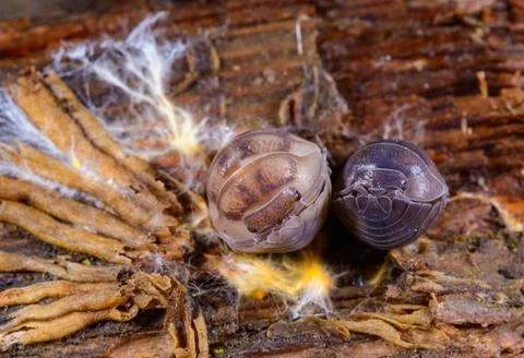 A pill bug (Armadillidium sp.), a terrestrial isopod crustacean (Order: Iso.. Stock Photos