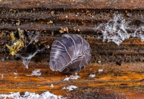 A pill bug (Armadillidium sp.), a terrestrial isopod crustacean (Order: Iso.. Stock Photos