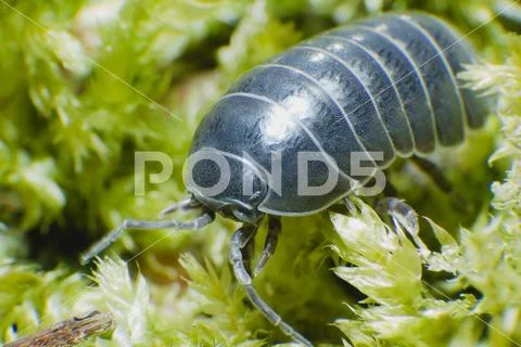 Pill Bug Armadillidium vulgare crawl on moss green background side view Stock Photos