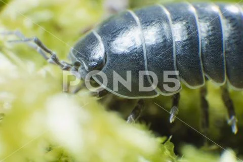 Pill Bug Armadillidium vulgare crawl on moss green background close up Stock Photos