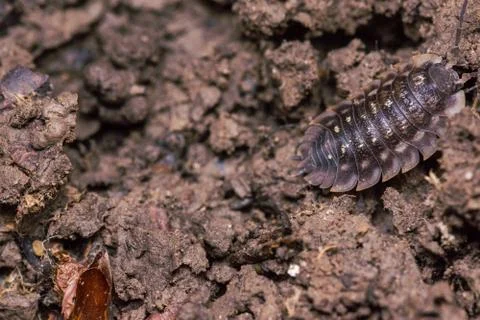 Pill bug crawling on forest soil Stock Photos