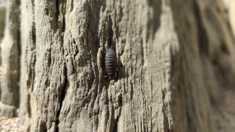 Pill bug crawling on tree bark close up Foto stock