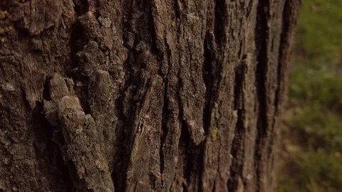 Pill bug crawling on tree, camouflaged on brown bark, Slowmo Closeup Stock Footage 122918615