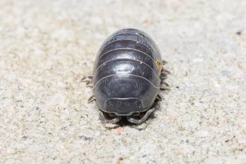 Pill Bug Extremely Close Up Stock Photos