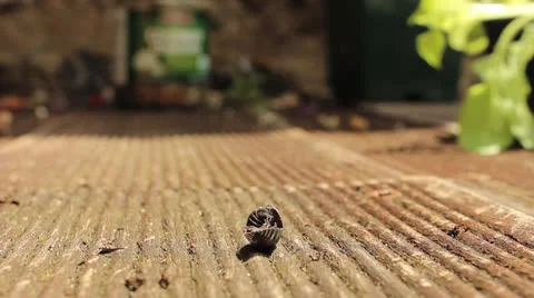 Pill bug playing dead Stockbeeldmateriaal 24914127