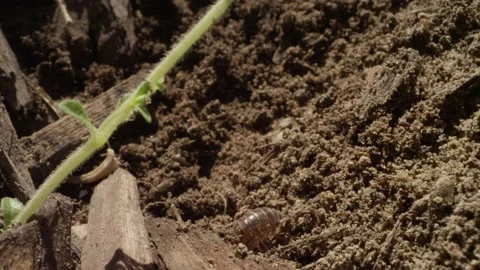 Pill bug rolls from back to legs and walks off macro shot of insect in nature Stock Footage 146803568