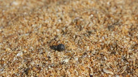 Pill-bug on the sand. insect Stock Footage 18239519