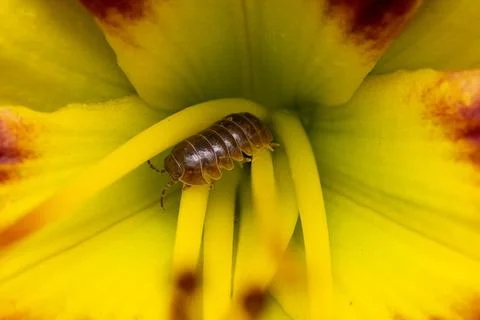 Pill Bug On Yellow Flower Stock Photos