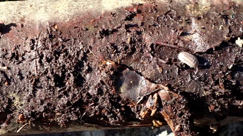 Pill bugs crawling on a rotting log, 4K Video stock 120740987