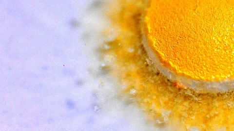 Pill capsule, Timelapse Macro shot Dissolves In Water. White background close up Stock Footage 72233204