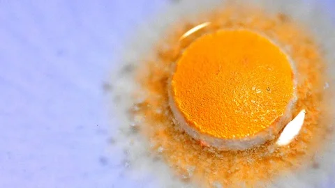 Pill capsule, Timelapse Macro shot Dissolves In Water. White background close up Stock Footage 72233410