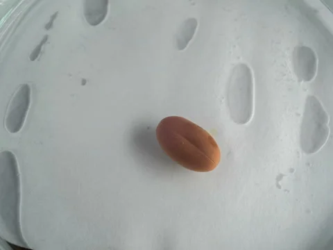 Pill dissolving timelapse [brown] Stock Footage 68107889