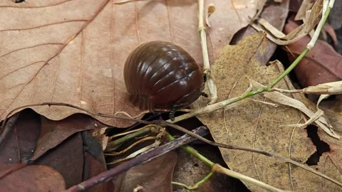 Pill millipede on the floor. Stock Footage 310612546