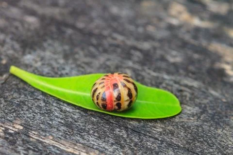 Pill millipede Stock Photos