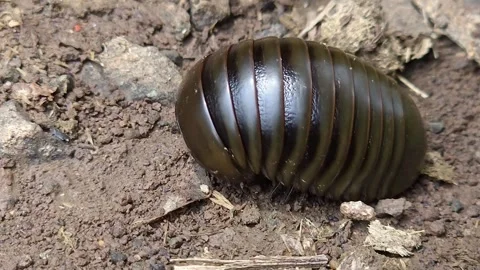 Pill Millipede Rolling into a Protective Ball: A glossy dark brown Arthropod cur Video stock 346279539