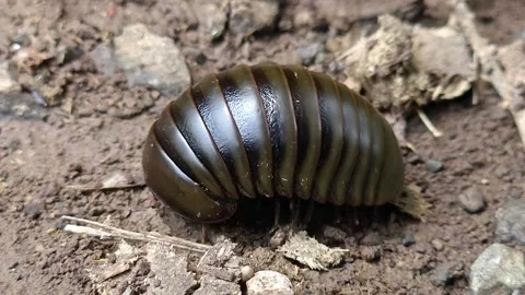 Pill Millipede Rolling into a Protective Ball: A glossy dark brown Arthropod cur Stock Footage 346279940