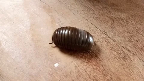 Pill millipede walking, Thailand Stock Footage 248400761