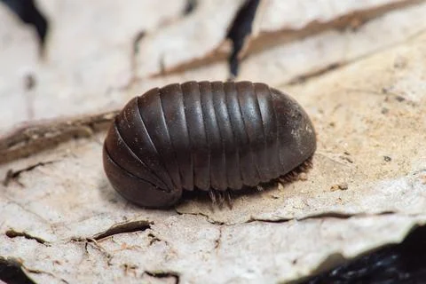 Pill millipede(oniscomorpha)insect. animal. Photos