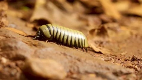 Pill millipedes or millipedes Stock Footage 170216672