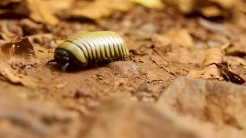 Pill millipedes or millipedes Stock Footage 170216701