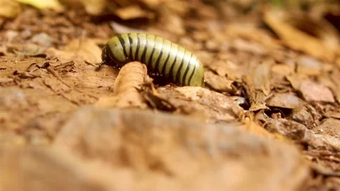 Pill millipedes or millipedes Stock Footage 170216780