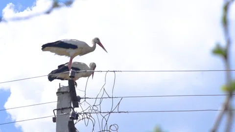 On a pillar on blue sky background Stock Footage 129082400