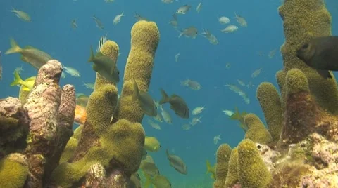 Pillar coral with damselfish Stock Footage 8657204