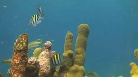 Pillar Coral Stock Footage 8570469