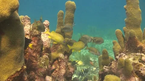 Pillar coral, sergeant majors Stock Footage 8575243