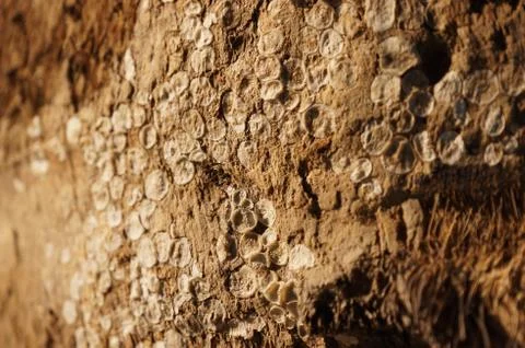 Pillar shell Stock Photos