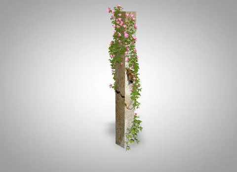 Pillar whit rose Stock Illustration