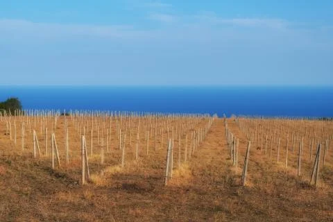 Pillars in the vineyard. A large field without trees. Stock Photos