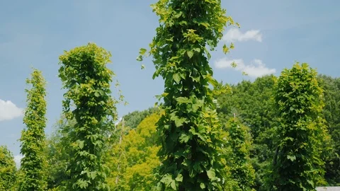 Pillars on which hops are curly at an old brewery Stock Footage 121407462