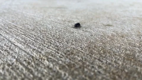 A Pillbug (Also Called a Pill Bug or Roly Poly) Walking Across Concrete Video Stock Footage 308421759