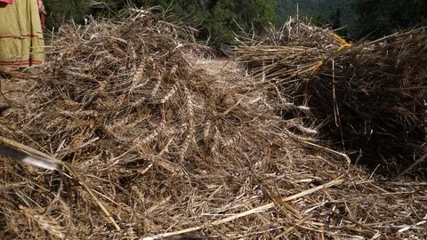 Pilling up wheat at the threshing floor Stock Footage 81011759