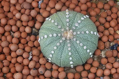 Pillow cactus Stock Photos