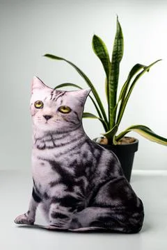 Pillow in the form of cat on white background Stock Photos