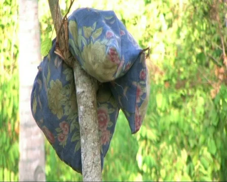 Pillow hang up on the tree Видео 156127