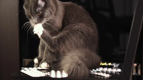 Pills on the black background. Cat the cat itches and licks its paw Stock Footage 125013847