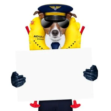 Pilot dog 库存照片