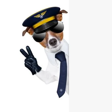 Pilot dog Stock Photos
