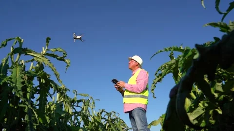 Pilot flying a drone through a crop of organic artichokes. Make a flight to.. Video stock 228984978