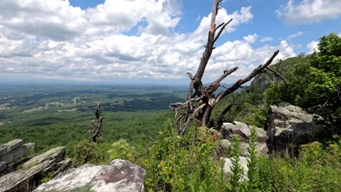 Pilot Mountain overview, mangled tree, valley below Stockbeeldmateriaal 339511271