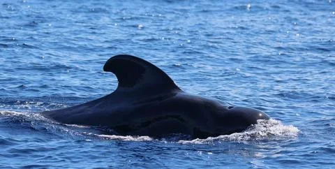 A pilot whale in the Atlantic Ocean between Tenerife and La Gomera Stock Photos