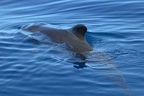 Pilot Whale Fin Breaking the Surface of Blue Ocean Water Stock Photos