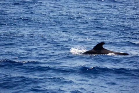 Pilot Whale Fin Stock Photos