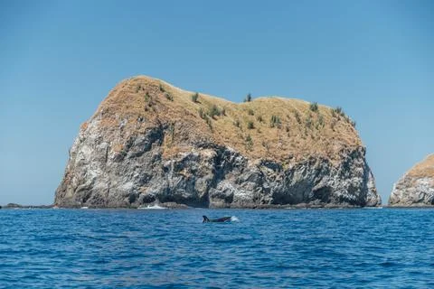 Pilot Whale in front of the Catalinas Stock Photos